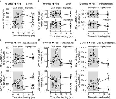 Mouse Spexin: (II) Functional Role as a Satiety Factor inhibiting Food Intake by Regulatory Actions Within the Hypothalamus